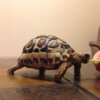 ImageUploadedByTortoise Forum1415246061.832294.jpg