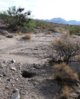 Desert Tortoise Habitat 2.jpg