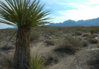 Desert Tortoise Habitat 3.jpg