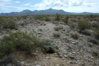 Desert Tortoise Habitat.jpg