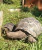 ImageUploadedByTortoise Forum1415584366.785886.jpg