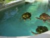Sea Turtles.jpg