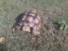 sulcata tortoise Nov.2 2011.jpg 2.jpg