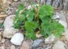 holly hock leaves.jpg