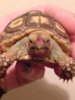 ImageUploadedByTortoise Forum1415674464.751919.jpg