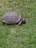 ImageUploadedByTortoise Forum1415684982.368422.jpg