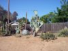 Cactus Garden 5-12-12 b.jpg