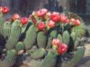 Cactus 4-5-12 b.jpg