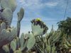 Cactus 4-11-14 c.jpg