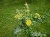 sow thistle.jpg