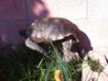 ImageUploadedByTortoise Forum1416071396.549717.jpg