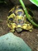 ImageUploadedByTortoise Forum1416185226.576318.jpg