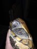 Box Turtle Nov 20145.jpg