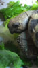 ImageUploadedByTortoise Forum1416428162.882150.jpg