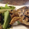 ImageUploadedByTortoise Forum1416438950.520825.jpg