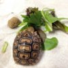 ImageUploadedByTortoise Forum1416439063.121180.jpg