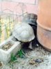 ImageUploadedByTortoise Forum1416600770.483025.jpg