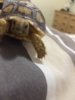 ImageUploadedByTortoise Forum1416931076.361028.jpg