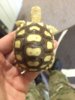 ImageUploadedByTortoise Forum1416993166.623602.jpg