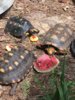 ImageUploadedByTortoise Forum1417056872.977555.jpg