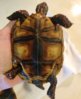 ImageUploadedByTortoise Forum1417285241.649163.jpg