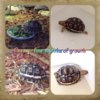 ImageUploadedByTortoise Forum1417320177.636559.jpg