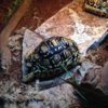 ImageUploadedByTortoise Forum1417386632.174308.jpg