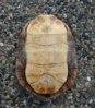 Painted_Turtle's_Plastron_%22belly_shell%22.jpg