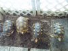 Yellowfoot tortoises 12-3-14 a.jpg