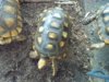 Yellowfoot tortoises 12-03014 c.jpg