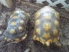 Yellowfoot tortoises 12-03014 d.jpg