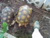 Yellowfoot tortoises 12-03014 e.jpg