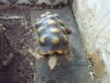 Yellowfoot tortoises 12-03-14 b.jpg