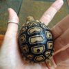 ImageUploadedByTortoise Forum1417633772.788671.jpg