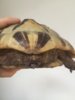 ImageUploadedByTortoise Forum1417699938.004913.jpg