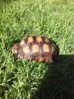 ImageUploadedByTortoise Forum1417751045.072232.jpg