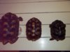 Yellowfoot tortoises 12-05-14 a.jpg