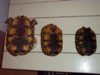 Yellowfoot tortoises 12-05-14 d.jpg