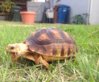 ImageUploadedByTortoise Forum1417905736.495845.jpg