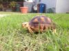 ImageUploadedByTortoise Forum1417905745.943872.jpg