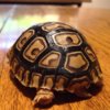 ImageUploadedByTortoise Forum1418189994.608626.jpg