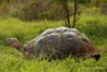 galapagos-tortoise-in-the-wild.jpg