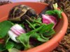 ImageUploadedByTortoise Forum1418337403.766377.jpg