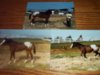 horse pictures a.jpg