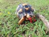 ImageUploadedByTortoise Forum1418576684.806901.jpg