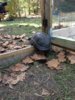 ImageUploadedByTortoise Forum1418605205.162089.jpg