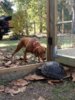 ImageUploadedByTortoise Forum1418605323.410539.jpg