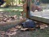 ImageUploadedByTortoise Forum1418605341.710020.jpg