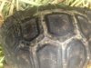 ImageUploadedByTortoise Forum1418607204.126931.jpg