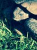 ImageUploadedByTortoise Forum1418842168.156451.jpg